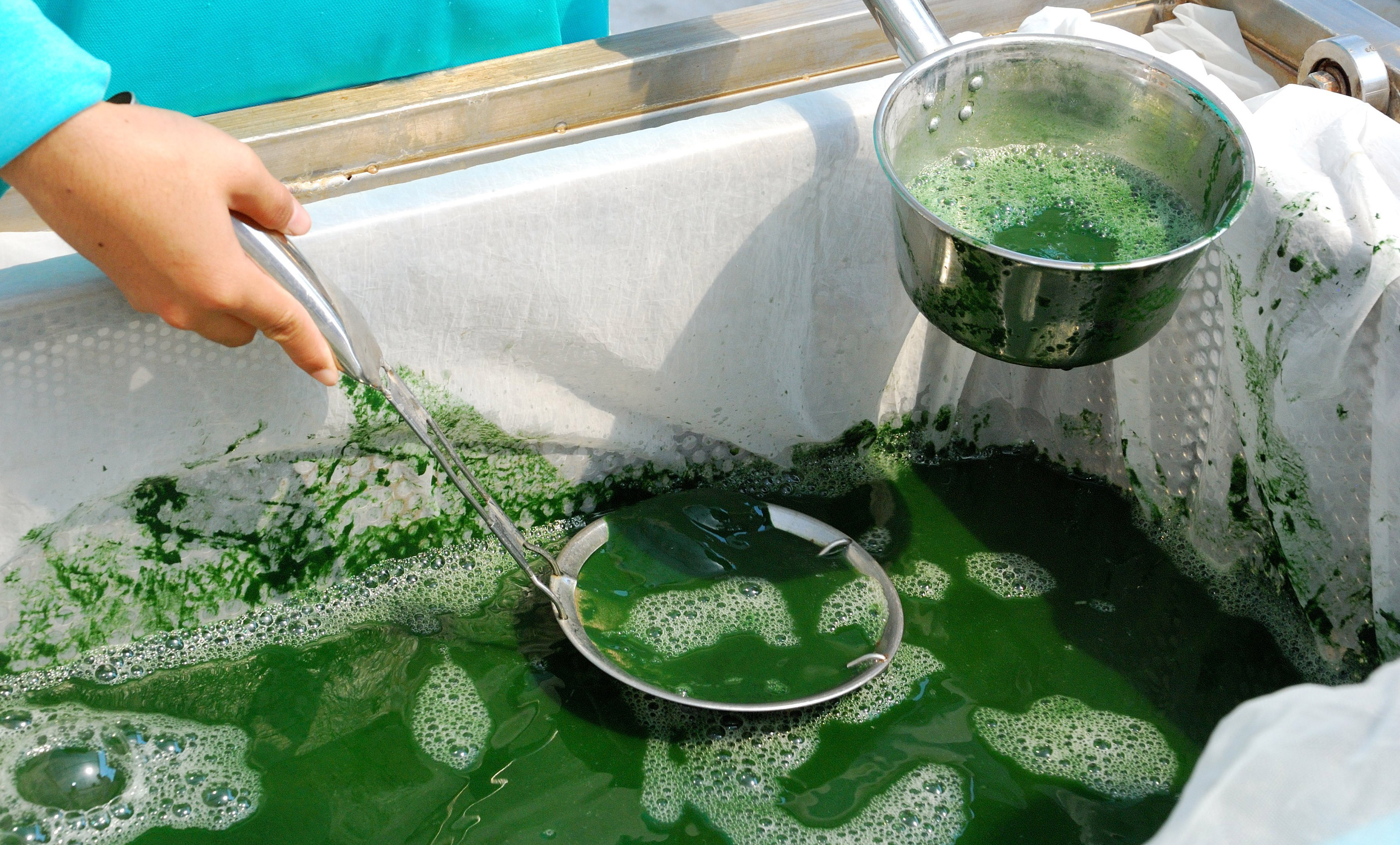 Production de spiruline