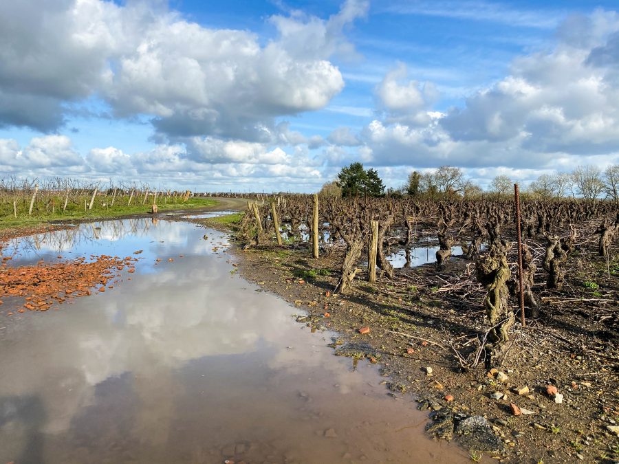 Visite vignoble Nantes