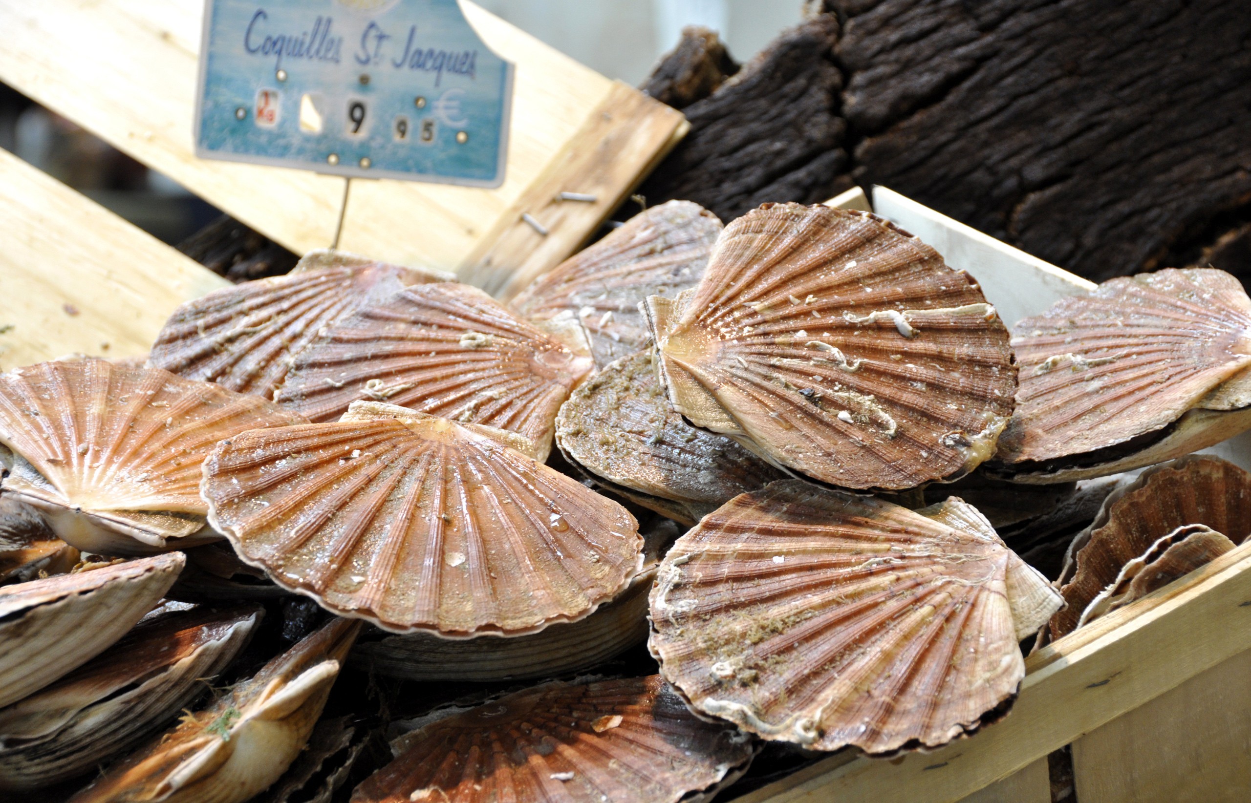 coquille st jacques